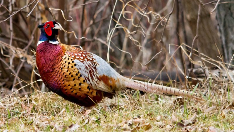 Pheasant Theme Preview Image
