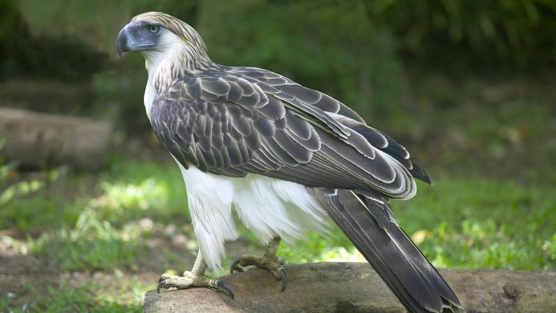 Philippine Eagle Theme Preview Image