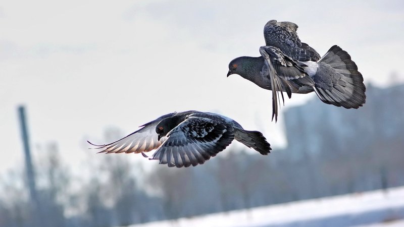 Pigeon Theme Preview Image