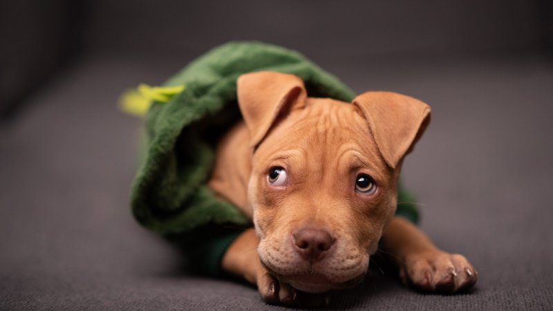 Pit Bull Theme Preview Image