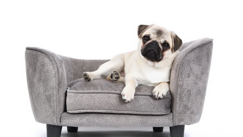 Pug Theme Preview Image