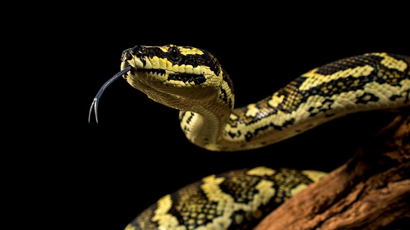 Python Theme Preview Image