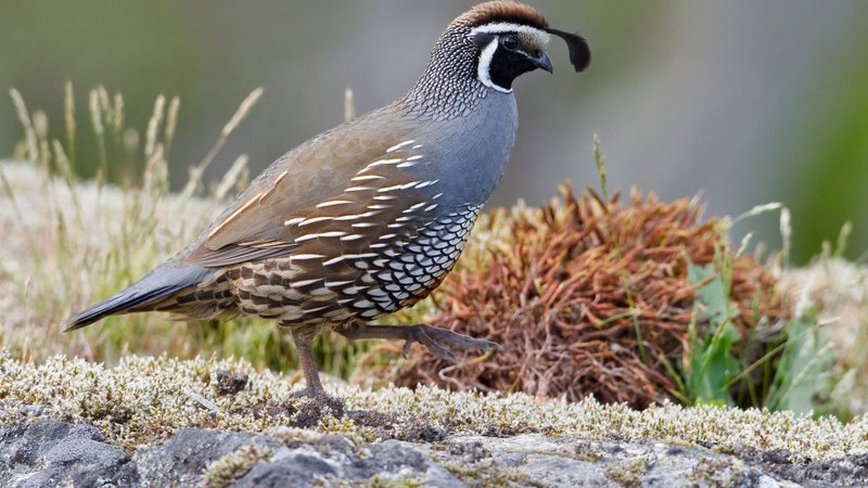Quail Theme Preview Image