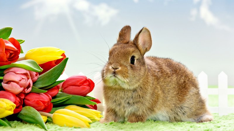 Rabbit Theme Preview Image