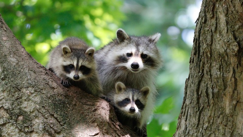 Raccoon Theme Preview Image