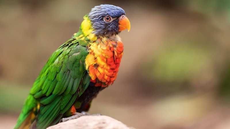 Rainbow Lorikeet Theme Preview Image