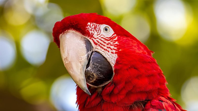 Red And Green Macaw Theme Preview Image