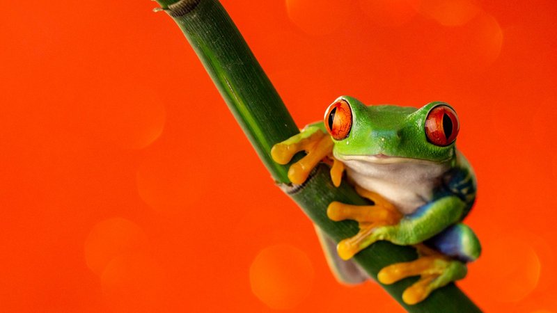 Red Eyed Tree Frog Theme Preview Image