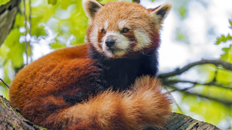 Red Panda Theme Preview Image