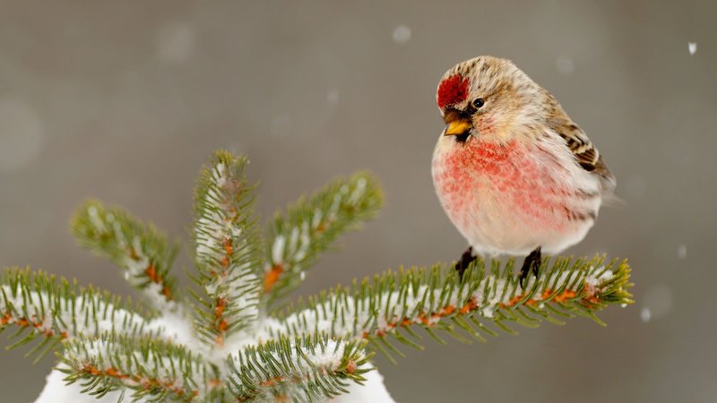Redpoll Theme Preview Image