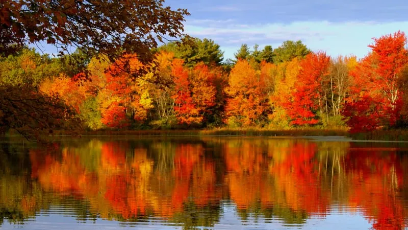 Reflections Theme Preview Image