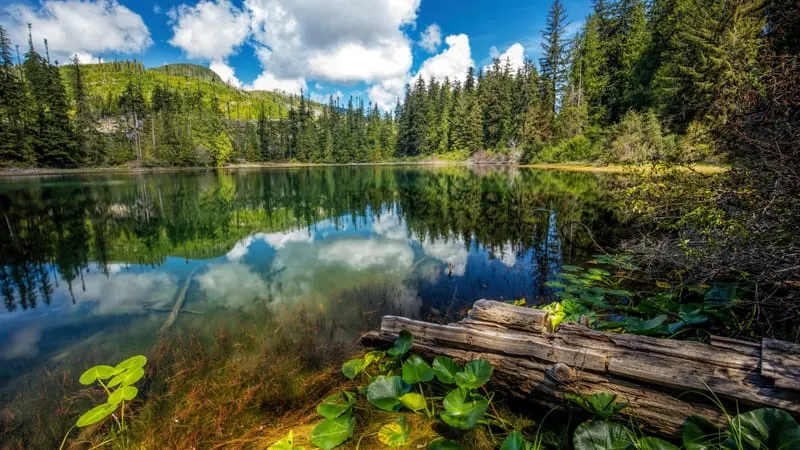 Reflections Theme Preview Image