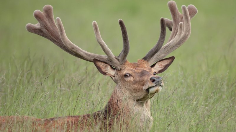 Reindeer Theme Preview Image