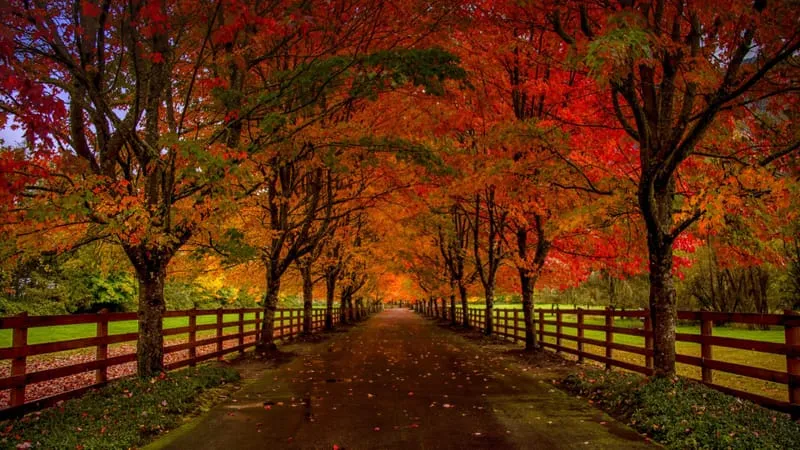 Road Theme Preview Image