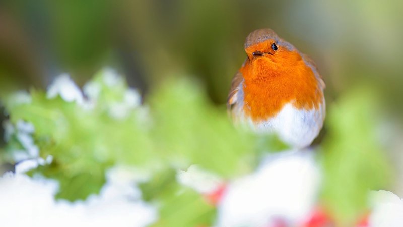 Robin Theme Preview Image