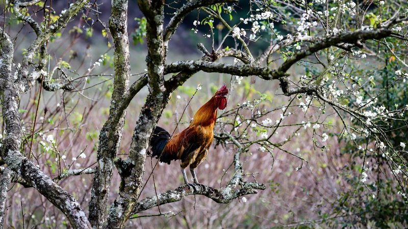 Rooster Theme Preview Image
