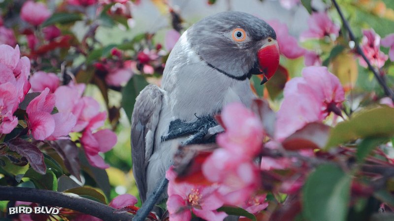 Rose Ringed Parakeet Theme Preview Image