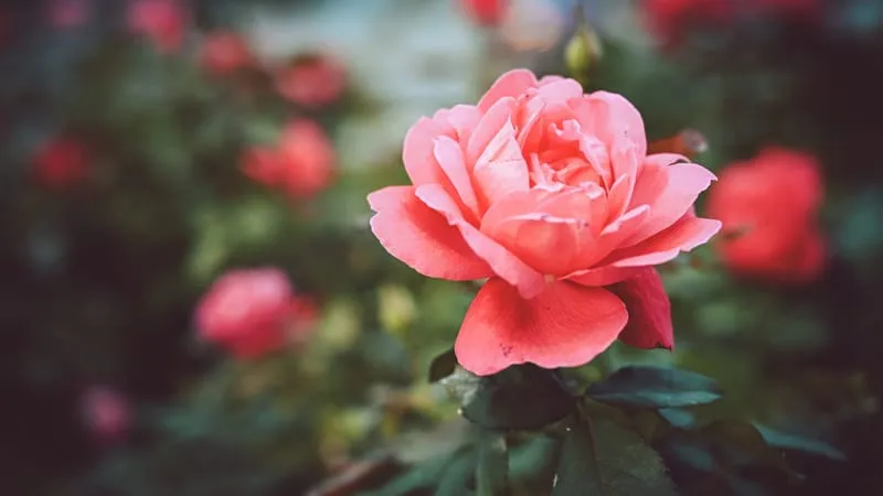 Rose Theme Preview Image