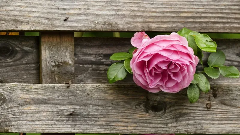 Rose Theme Preview Image