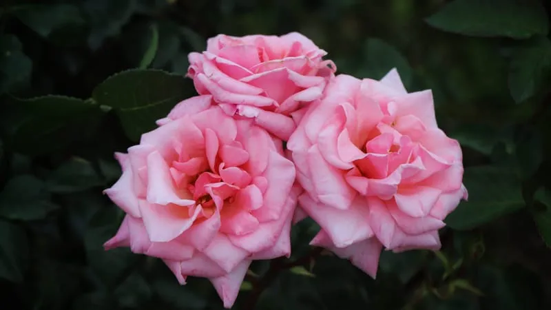 Rose Theme Preview Image