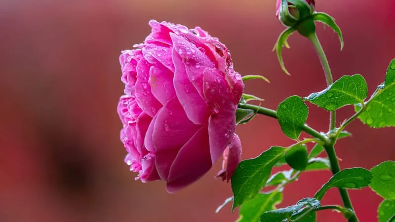 Rose Theme Preview Image