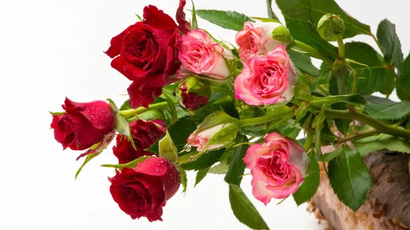 Rose Theme Preview Image