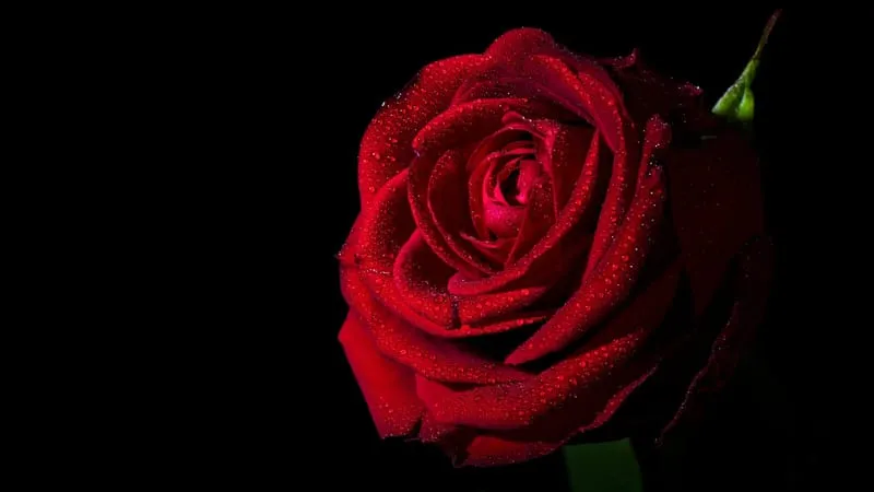 Rose Theme Preview Image