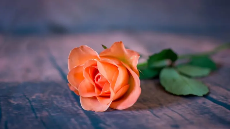 Rose Theme Preview Image