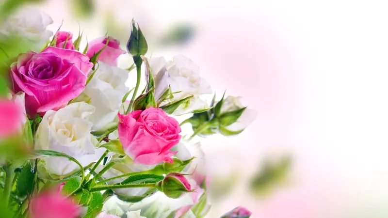 Rose Theme Preview Image