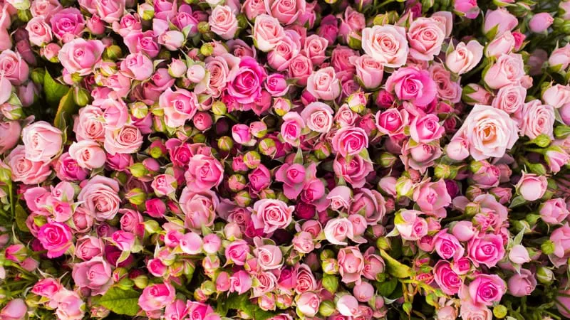 Rose Theme Preview Image