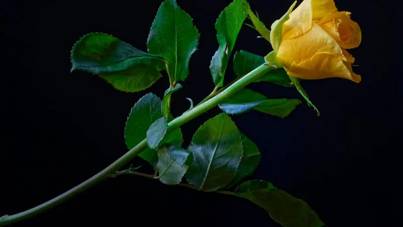 Rose Theme Preview Image