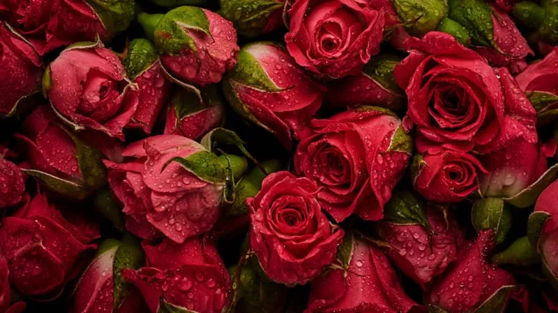 Rose Theme Preview Image