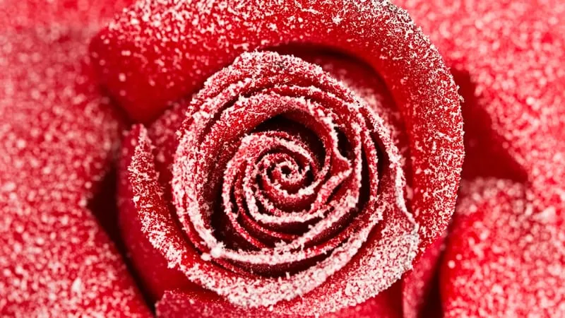 Rose Theme Preview Image