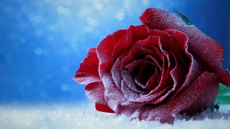 Rose Theme Preview Image