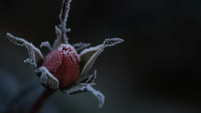 Rose Theme Preview Image