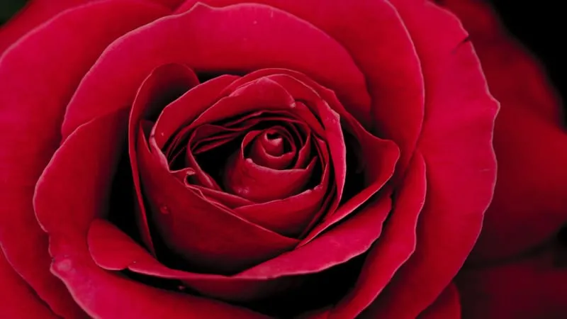 Rose Theme Preview Image