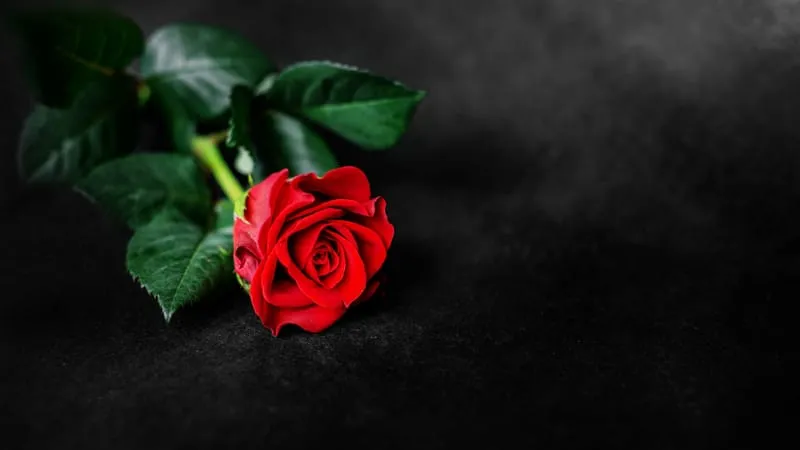 Rose Theme Preview Image