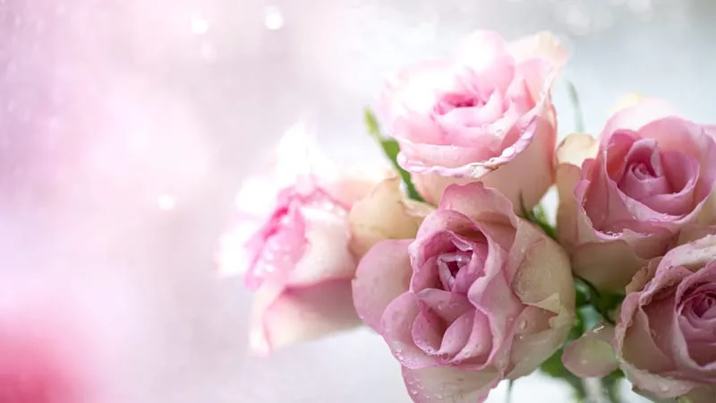 Rose Theme Preview Image