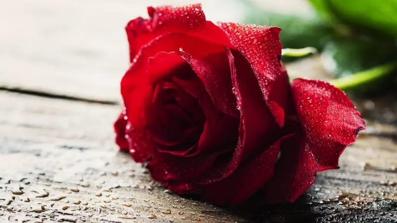 Rose Theme Preview Image