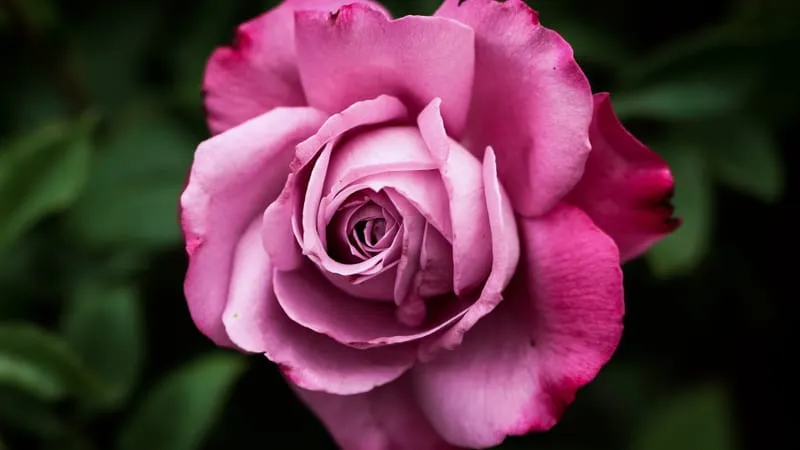 Rose Theme Preview Image