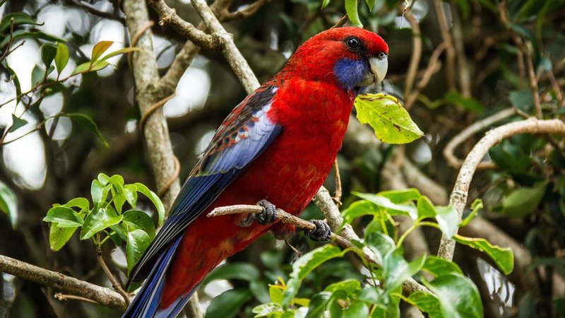 Rosella Theme Preview Image