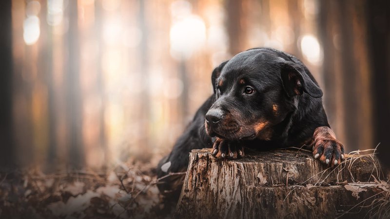 Rottweiler Theme Preview Image