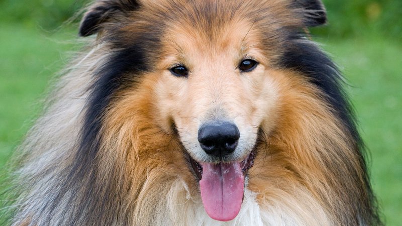 Rough Collie Theme Preview Image