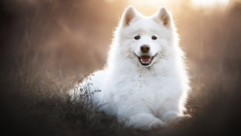 Samoyed Theme Preview Image