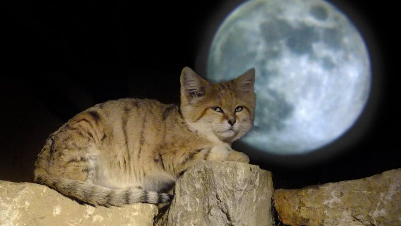 Sand Cat Theme Preview Image