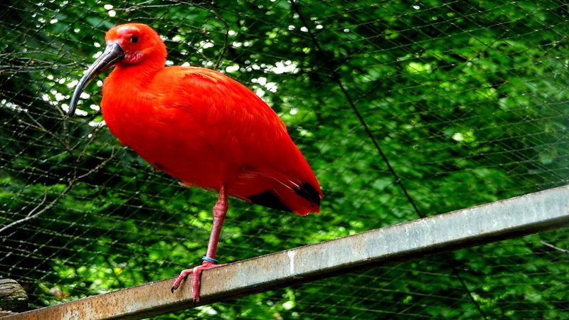 Scarlet Ibis Theme Preview Image
