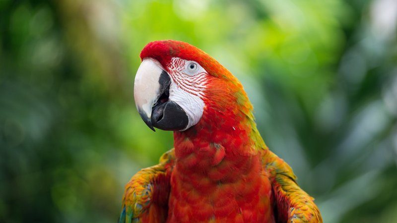 Scarlet Macaw Theme Preview Image