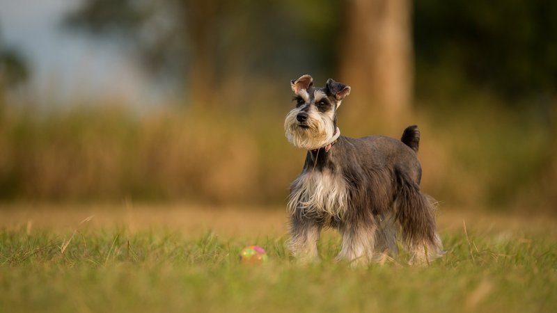 Schnauzer Theme Preview Image