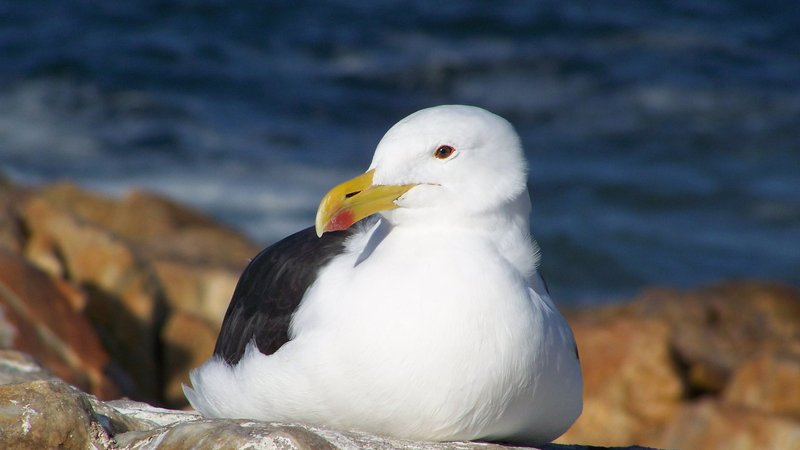 Seagull Theme Preview Image