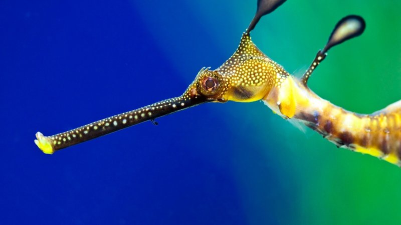 Seahorse Theme Preview Image